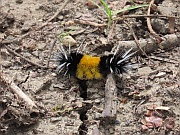 Yellow-spotted Tussock Moth