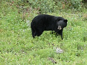 Black Bear (Schwarzbär)