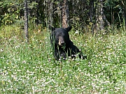 Black Bear (Schwarzbär)