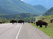 Plain Bisons (Präriebisons)