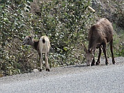 Dall Sheep (Dall-Schafe)