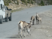 Dall Sheep (Dall-Schafe)