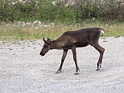 Caribou (Rentier)