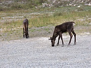 Caribous (Rentiere)