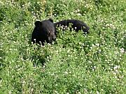 Black Bear (Schwarzbär)