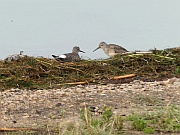 Lesser Yellowleg (Gelbschenkel)