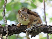 Gray Squirrel (Grauhörnchen)