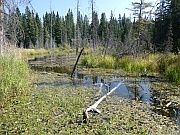 Hinton –The Beaver Boardwalk