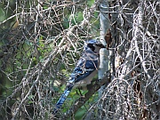 Blue Jay (Blauhäher)