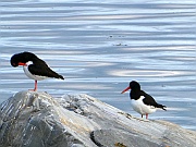 Porsangerfjorden – Tjeld (Austernfischer)