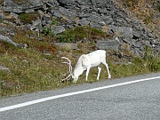 Strasse zum Nordkap – Reinsdyr