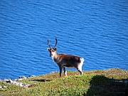 Reinsdyr bei Sørstraumen