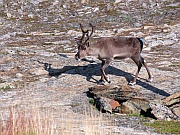 Reinsdyr bei Sørstraumen