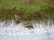 Storspove (Großer Brachvogel)